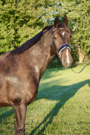 HorseID: 2306345 Nighthawk - PhotoID: 1090042