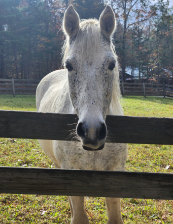 HorseID: 2306346 Shots ten bear - PhotoID: 1090043