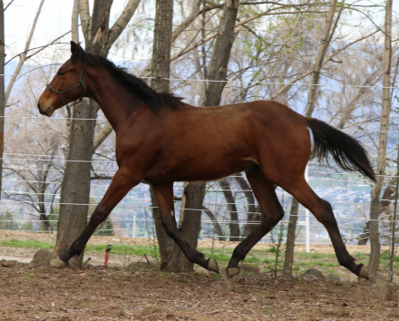 HorseID: 2306348 Cool River Voltan - PhotoID: 1090047