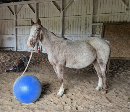 HorseID: 2306352 Rose - PhotoID: 1090049