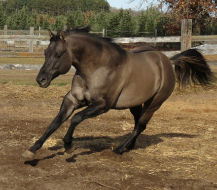 HorseID: 2306355 REDACTED - PhotoID: 1091173