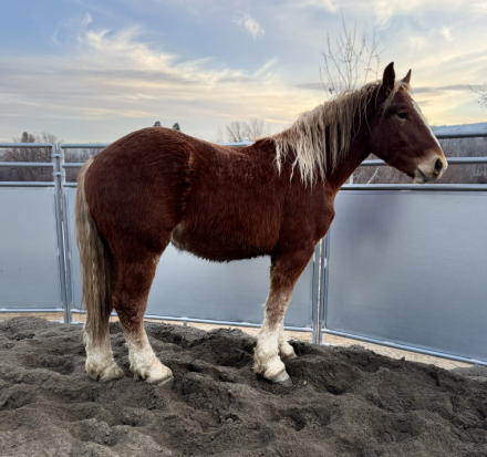 HorseID: 2306356 Barry - PhotoID: 1090050