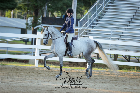 HorseID: 2306359 Vanguard Windsong - PhotoID: 1090055