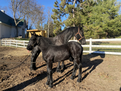 HorseID: 2306362 Freeman - PhotoID: 1090056