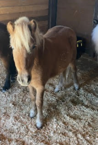 HorseID: 2306367 Goldilocks - PhotoID: 1090058