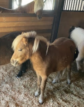 HorseID: 2306367 Goldilocks - PhotoID: 1090059