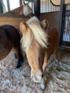 HorseID: 2306367 Goldilocks - PhotoID: 1090060