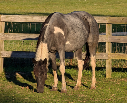 HorseID: 2306373 4 year old blue roan tobiano - PhotoID: 1090100