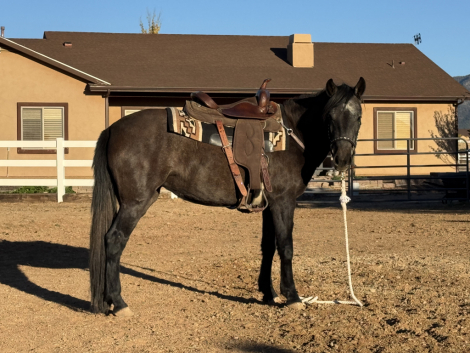 HorseID: 2306376 Roxanne -- Mustang Filly - PhotoID: 1090066