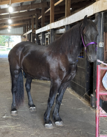 HorseID: 2306378 Titus - PhotoID: 1090067