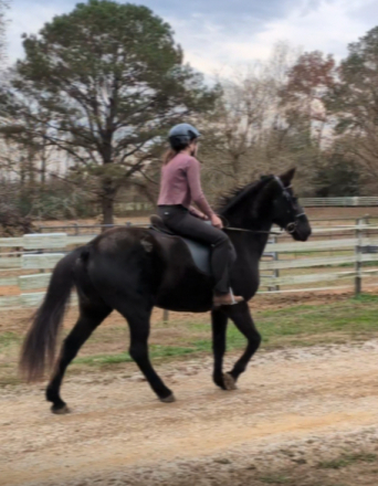 HorseID: 2306383 Gabriella's Rose' - PhotoID: 1090230