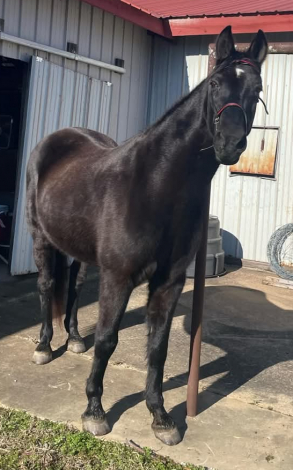 HorseID: 2306383 Gabriella's Rose' - PhotoID: 1090230