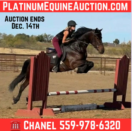 HorseID: 2306385 Remington HHC - PhotoID: 1090084