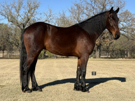 HorseID: 2306385 Remington HHC - PhotoID: 1090085
