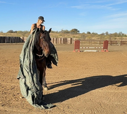 HorseID: 2306385 Remington HHC - PhotoID: 1090087