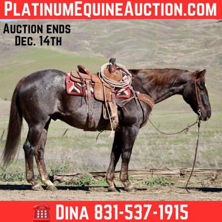 HorseID: 2306386 Anvil LHR - PhotoID: 1090072