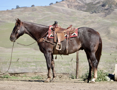 HorseID: 2306386 Anvil LHR - PhotoID: 1090073