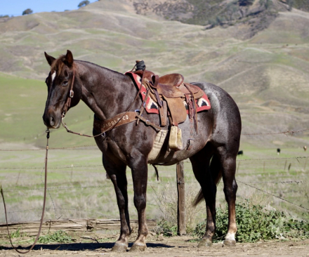 HorseID: 2306386 Anvil LHR - PhotoID: 1090074