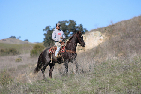 HorseID: 2306386 Anvil LHR - PhotoID: 1090075