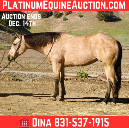 HorseID: 2306387 Gotta Be Electric - PhotoID: 1090080