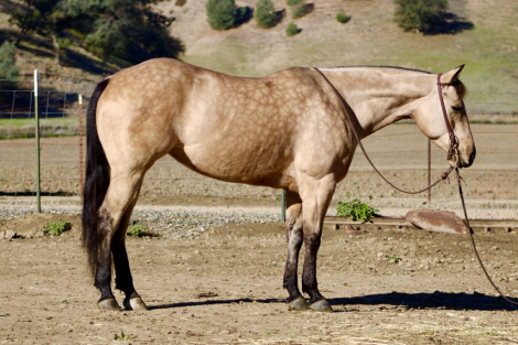 HorseID: 2306387 Gotta Be Electric - PhotoID: 1090081