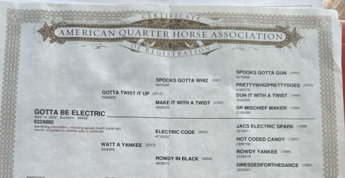 HorseID: 2306387 Gotta Be Electric - PhotoID: 1090083