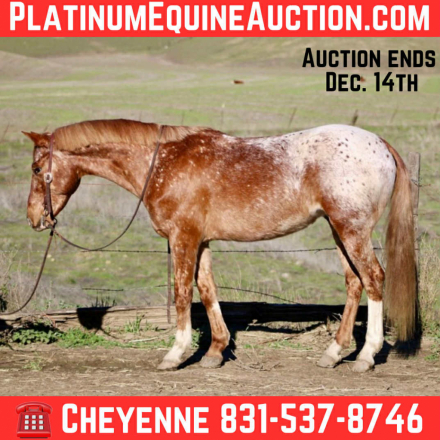 HorseID: 2306388 Biggs Cr - PhotoID: 1090076