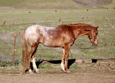 HorseID: 2306388 Biggs Cr - PhotoID: 1090077