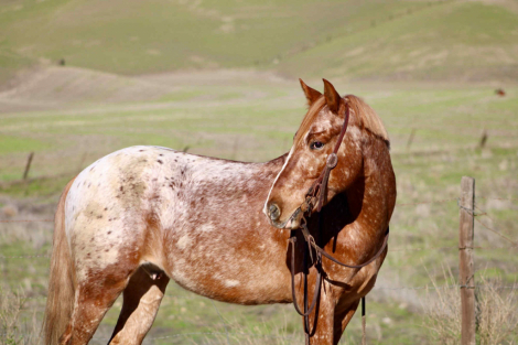 HorseID: 2306388 Biggs Cr - PhotoID: 1090078