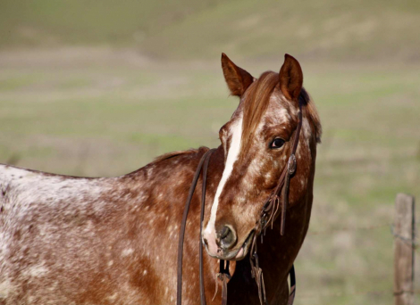 HorseID: 2306388 Biggs Cr - PhotoID: 1090079