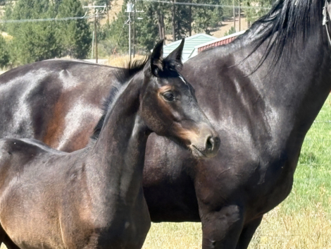 HorseID: 2306389 Diorissimo - PhotoID: 1090071