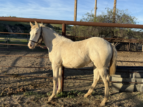 HorseID: 2306390 Bognuda Chica Blanca - PhotoID: 1090088