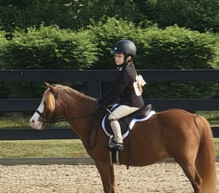 HorseID: 2306393 Tycoon - PhotoID: 1090703