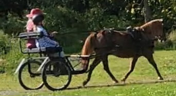 HorseID: 2306393 Tycoon - PhotoID: 1090705