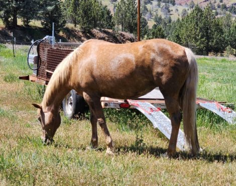 HorseID: 2306394 Shastas Dream Weaver - PhotoID: 1090090