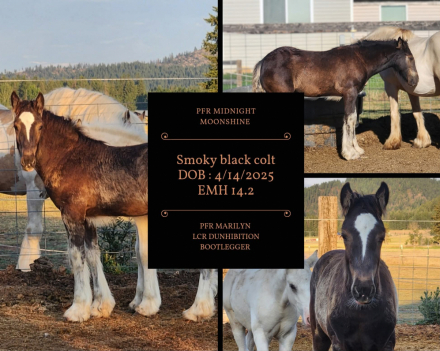 HorseID: 2306396 PFR Midnight Moonshine - PhotoID: 1090091