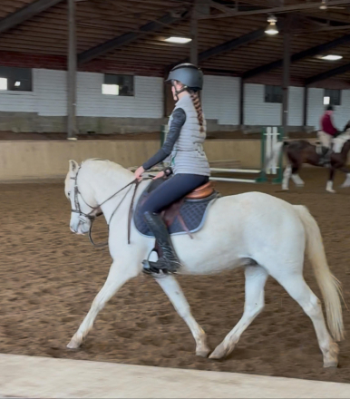 HorseID: 2306397 Judge Parker SA - PhotoID: 1090093