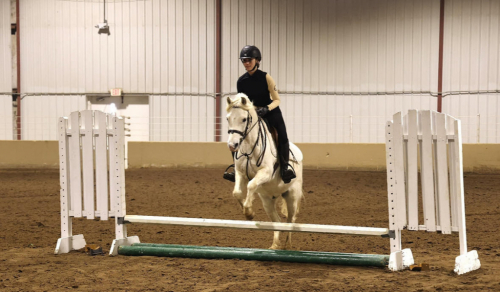 HorseID: 2306397 Judge Parker SA - PhotoID: 1090094