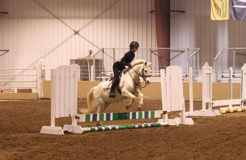 HorseID: 2306397 Judge Parker SA - PhotoID: 1090095