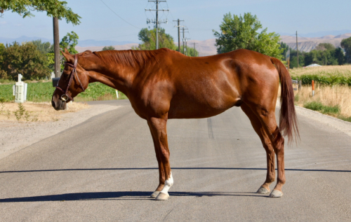 HorseID: 2306399 DW Brushby Awesome - PhotoID: 1090098