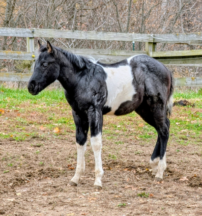 HorseID: 2306402 Kf Blue on Black - PhotoID: 1090102