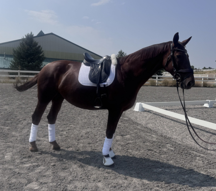 HorseID: 2306403 Deja Vu - PhotoID: 1090103