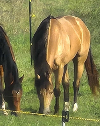 HorseID: 2306404 Dylan - PhotoID: 1090104