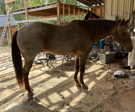 HorseID: 2306405 Tres Driften Ta Fame - PhotoID: 1090105