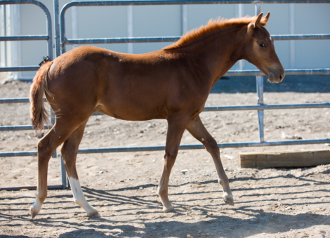 HorseID: 2306407 MR PRESIDENT - PhotoID: 1090113