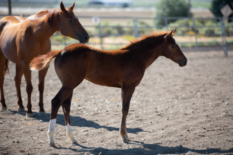 HorseID: 2306408 Cindie Lou Who - PhotoID: 1090114