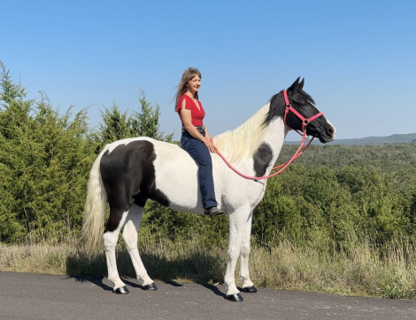 HorseID: 2306411 Moonpie - PhotoID: 1090115