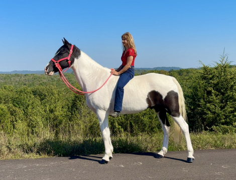 HorseID: 2306411 Moonpie - PhotoID: 1090116