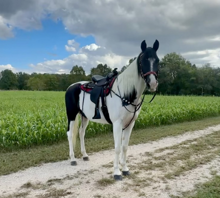 HorseID: 2306411 Moonpie - PhotoID: 1090117