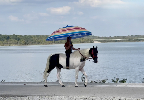 HorseID: 2306411 Moonpie - PhotoID: 1090119